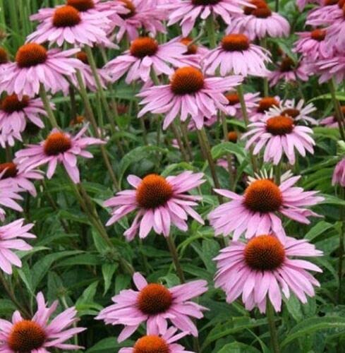 500+ Samen Purpur Igelkopf Echinacea Purpurea Sonnenhut Wildblume Heilpflanze