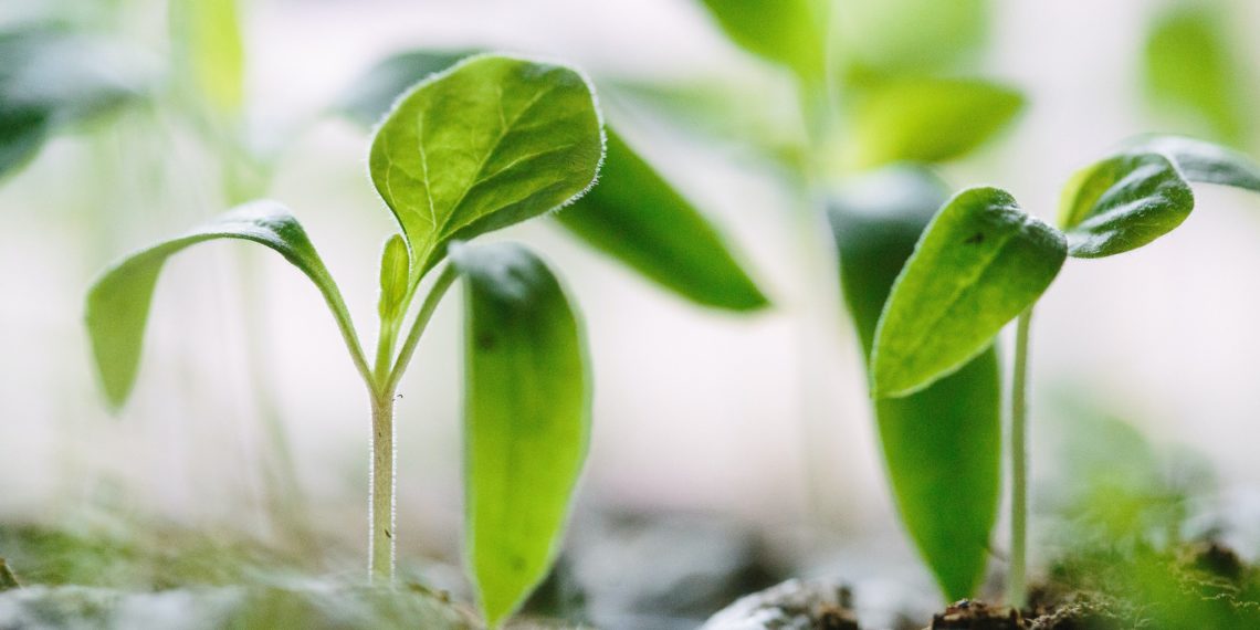 Garten Gadgets Die 9 besten Gadgets für den Garten (2020