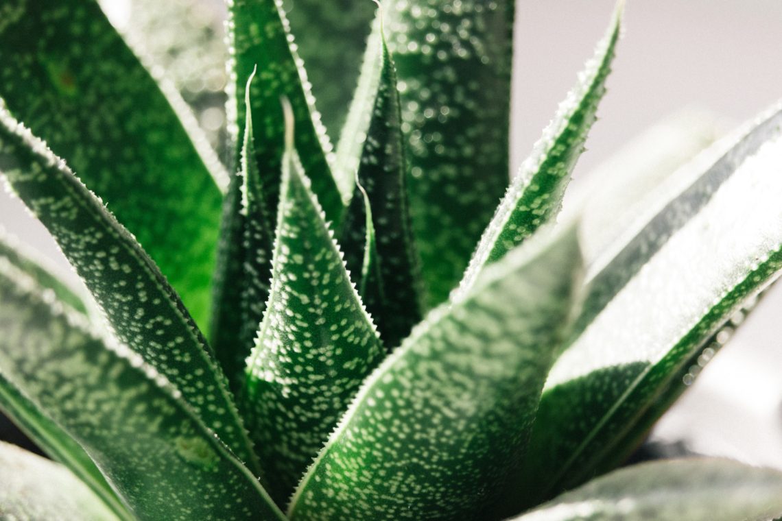 Wunderplfanze Aloe Vera 8 gesundheitliche Vorteile