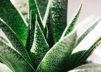 Wunderplfanze Aloe Vera 8 gesundheitliche Vorteile