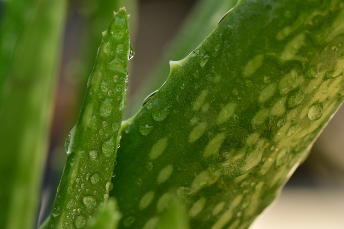 Aloe Vera im Garten Können Sie Aloe Vera draußen wachsen lassen