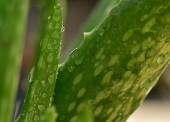 Aloe Vera im Garten Können Sie Aloe Vera draußen wachsen lassen