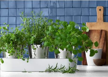 Kräutergarten für den Balkon anlegen