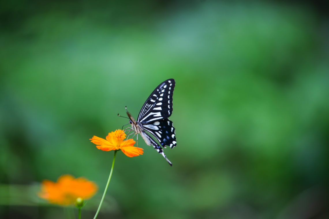 Blumen für Schmetterlinge im Garten