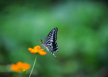 Blumen für Schmetterlinge im Garten