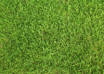 Der perfekte Rasen im Frühling