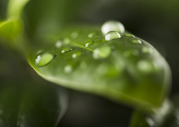 Automatische Bewässerung für den Garten online kaufen