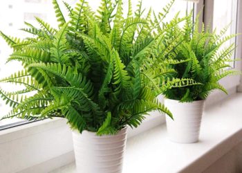 Die schönsten Gartenpflanzen für den Schatten